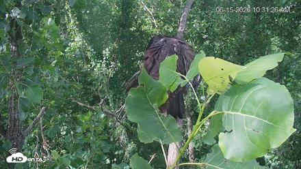Cardinal Land Conservancy Eagles Live Webcam - Jun 15, 2026, 10:32am EDT