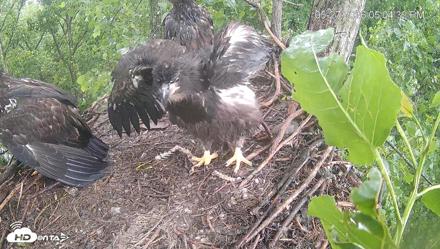 Cardinal Land Conservancy Eagles Live Webcam - May 27, 2026, 5:05pm EDT