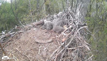 Cardinal Land Conservancy Eagles Live Webcam - Apr 13, 2026, 6:00pm EDT