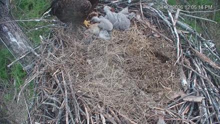 Cardinal Land Conservancy Eagles Live Webcam - Apr 3, 2026, 12:05pm EDT