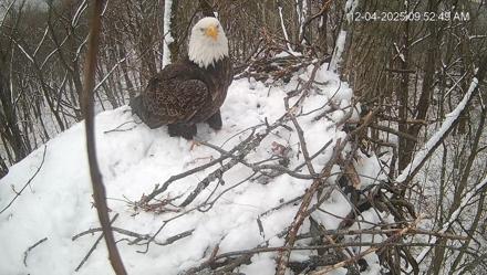 Cardinal Land Conservancy Eagles Live Webcam - Dec 4, 2025, 9:53am EST