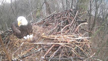 Cardinal Land Conservancy Eagles Live Webcam - Mar 3, 2026, 9:38am EST