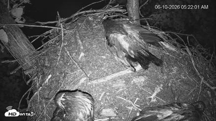 Cardinal Land Conservancy Eagles Live Webcam - Jun 10, 2026, 5:22am EDT
