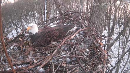 Cardinal Land Conservancy Eagles Live Webcam - Feb 4, 2026, 6:13pm EST