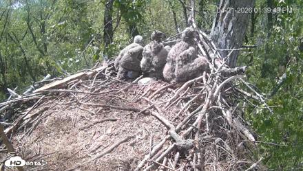 Cardinal Land Conservancy Eagles Live Webcam - Apr 21, 2026, 1:41pm EDT