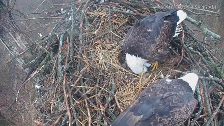 Cardinal Land Conservancy Eagles Live Webcam - Feb 16, 2026, 8:58am EST