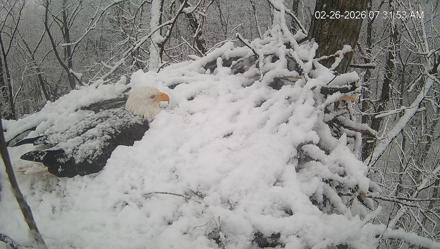 Cardinal Land Conservancy Eagles Live Webcam - Feb 26, 2026, 7:32am EST