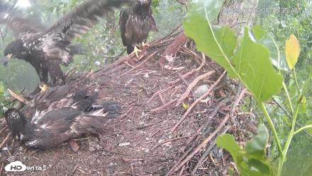 Cardinal Land Conservancy Eagles Live Webcam - May 28, 2026, 8:11am EDT