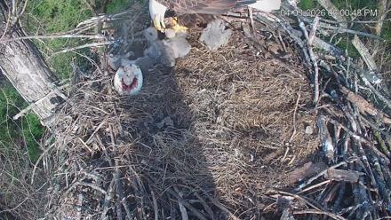 Cardinal Land Conservancy Eagles Live Webcam - Apr 3, 2026, 6:01pm EDT