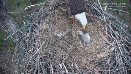 Cardinal Land Conservancy Eagles Live Webcam - Mar 24, 2026, 7:58pm EDT