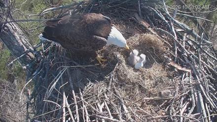 Cardinal Land Conservancy Eagles Live Webcam - Mar 24, 2026, 10:53am EDT