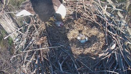 Cardinal Land Conservancy Eagles Live Webcam - Mar 21, 2026, 6:29pm EDT