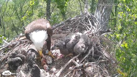 Cardinal Land Conservancy Eagles Live Webcam - Apr 25, 2026, 2:52pm EDT