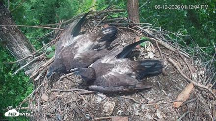 Cardinal Land Conservancy Eagles Live Webcam - Jun 12, 2026, 1:12pm EDT