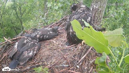 Cardinal Land Conservancy Eagles Live Webcam - May 20, 2026, 9:49am EDT