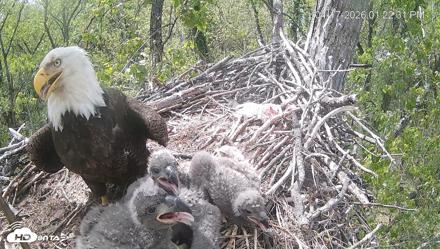 Cardinal Land Conservancy Eagles Live Webcam - Apr 17, 2026, 1:23pm EDT