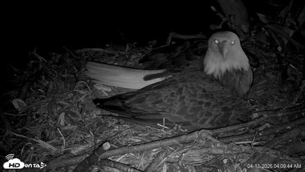 Cardinal Land Conservancy Eagles Live Webcam - Apr 13, 2026, 4:10am EDT