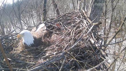 Cardinal Land Conservancy Eagles Live Webcam - Feb 13, 2026, 12:12pm EST