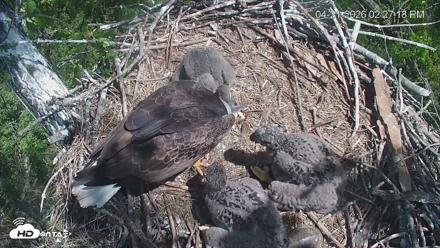 Cardinal Land Conservancy Eagles Live Webcam - Apr 21, 2026, 2:28pm EDT