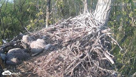 Cardinal Land Conservancy Eagles Live Webcam - Apr 15, 2026, 8:43am EDT