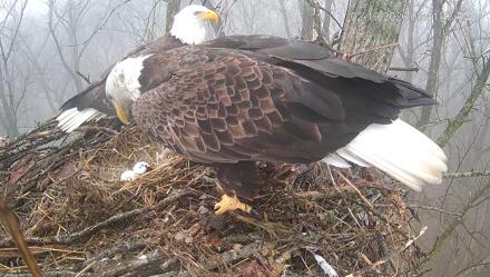 Cardinal Land Conservancy Eagles Live Webcam - Feb 19, 2026, 8:42am EST