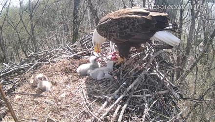 Cardinal Land Conservancy Eagles Live Webcam - Mar 31, 2026, 3:52pm EDT