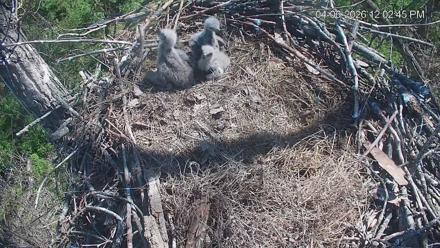 Cardinal Land Conservancy Eagles Live Webcam - Apr 6, 2026, 12:03pm EDT