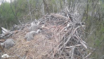 Cardinal Land Conservancy Eagles Live Webcam - Apr 10, 2026, 5:08pm EDT