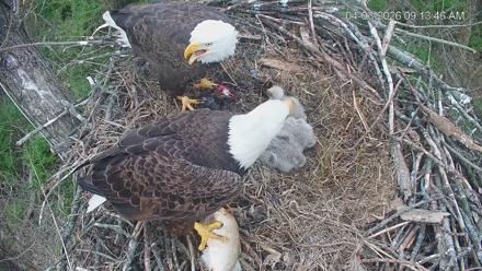 Cardinal Land Conservancy Eagles Live Webcam - Apr 3, 2026, 9:14am EDT