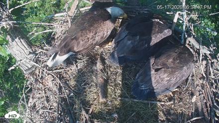 Cardinal Land Conservancy Eagles Live Webcam - May 17, 2026, 6:35pm EDT
