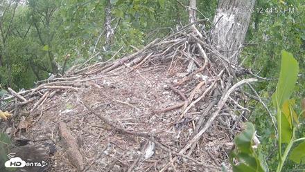 Cardinal Land Conservancy Eagles Live Webcam - May 15, 2026, 12:45pm EDT