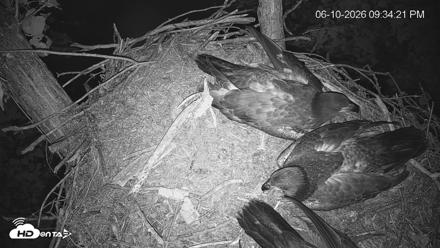 Cardinal Land Conservancy Eagles Live Webcam - Jun 10, 2026, 9:35pm EDT