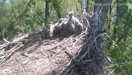 Cardinal Land Conservancy Eagles Live Webcam - Apr 22, 2026, 4:32pm EDT