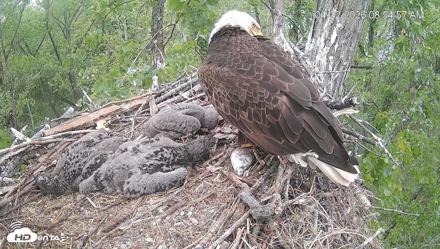 Cardinal Land Conservancy Eagles Live Webcam - Apr 22, 2026, 8:55am EDT