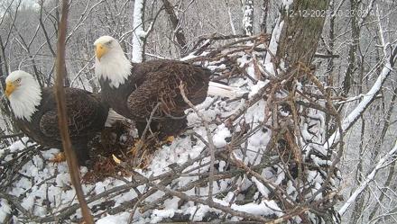 Cardinal Land Conservancy Eagles Live Webcam - Dec 12, 2025, 10:23am EST
