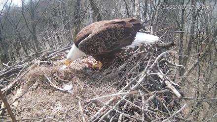 Cardinal Land Conservancy Eagles Live Webcam - Mar 25, 2026, 2:08pm EDT