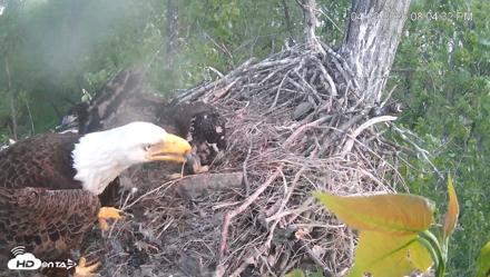 Cardinal Land Conservancy Eagles Live Webcam - Apr 29, 2026, 8:05pm EDT