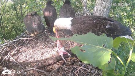 Cardinal Land Conservancy Eagles Live Webcam - May 19, 2026, 9:38am EDT