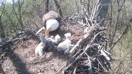 Cardinal Land Conservancy Eagles Live Webcam - Apr 6, 2026, 12:19pm EDT