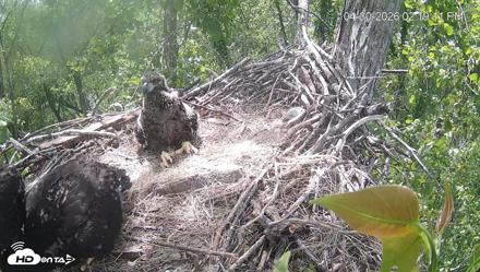 Cardinal Land Conservancy Eagles Live Webcam - Apr 30, 2026, 2:19pm EDT