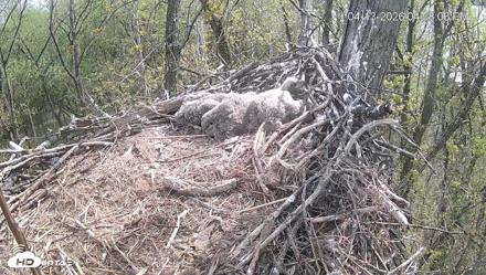 Cardinal Land Conservancy Eagles Live Webcam - Apr 13, 2026, 5:00pm EDT
