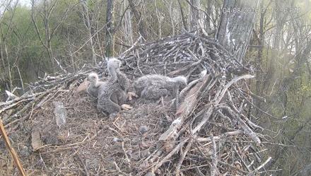 Cardinal Land Conservancy Eagles Live Webcam - Apr 8, 2026, 7:13pm EDT