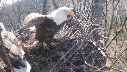 Cardinal Land Conservancy Eagles Live Webcam - Feb 26, 2026, 1:17pm EST