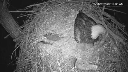 Cardinal Land Conservancy Eagles Live Webcam - Mar 31, 2026, 2:19am EDT