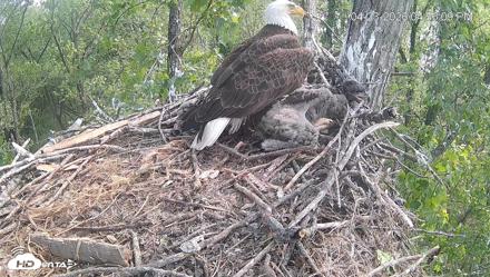 Cardinal Land Conservancy Eagles Live Webcam - Apr 23, 2026, 4:57pm EDT
