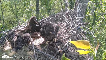Cardinal Land Conservancy Eagles Live Webcam - May 1, 2026, 2:32pm EDT