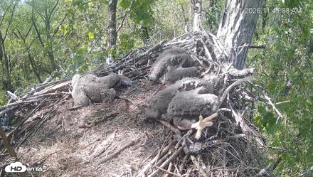 Cardinal Land Conservancy Eagles Live Webcam - Apr 21, 2026, 11:42am EDT