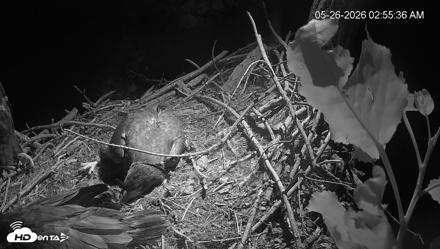 Cardinal Land Conservancy Eagles Live Webcam - May 26, 2026, 2:56am EDT