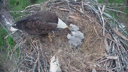 Cardinal Land Conservancy Eagles Live Webcam - Apr 3, 2026, 9:21am EDT
