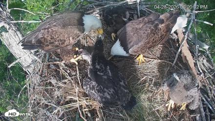 Cardinal Land Conservancy Eagles Live Webcam - Apr 28, 2026, 6:21pm EDT